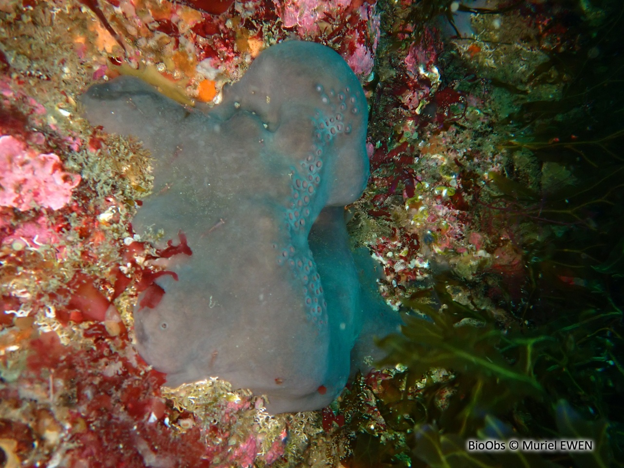 Fesse d'éléphant - Pachymatisma johnstonia - Muriel EWEN - BioObs