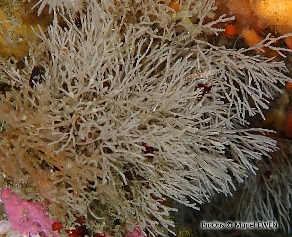 Crisia à joints noirs - Crisia denticulata - Muriel EWEN - BioObs