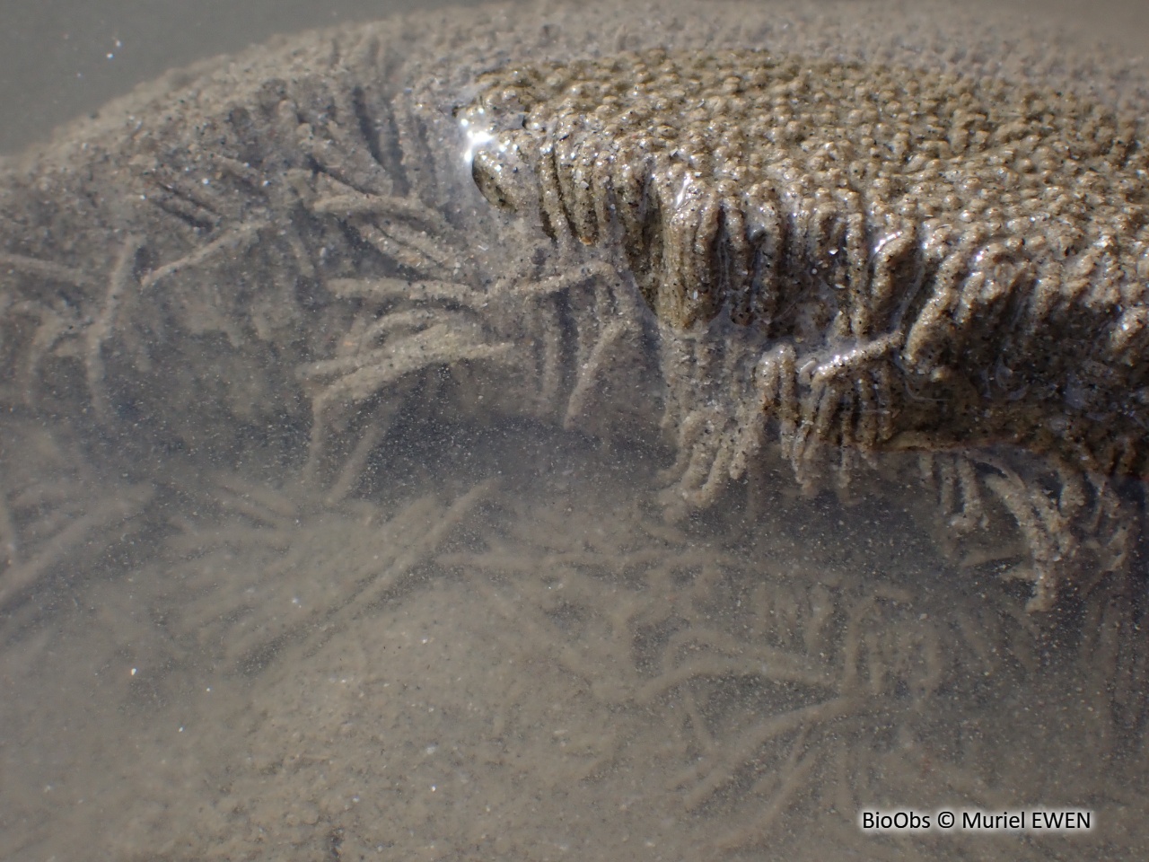 Polydore - Polydora hoplura - Muriel EWEN - BioObs