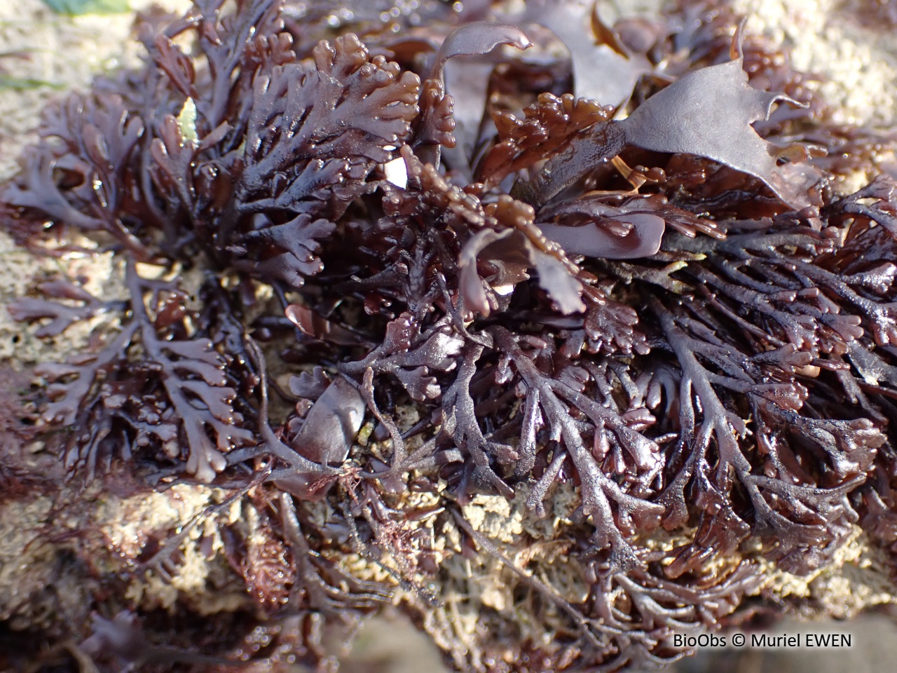 Dulse poivrée - Osmundea pinnatifida - Muriel EWEN - BioObs