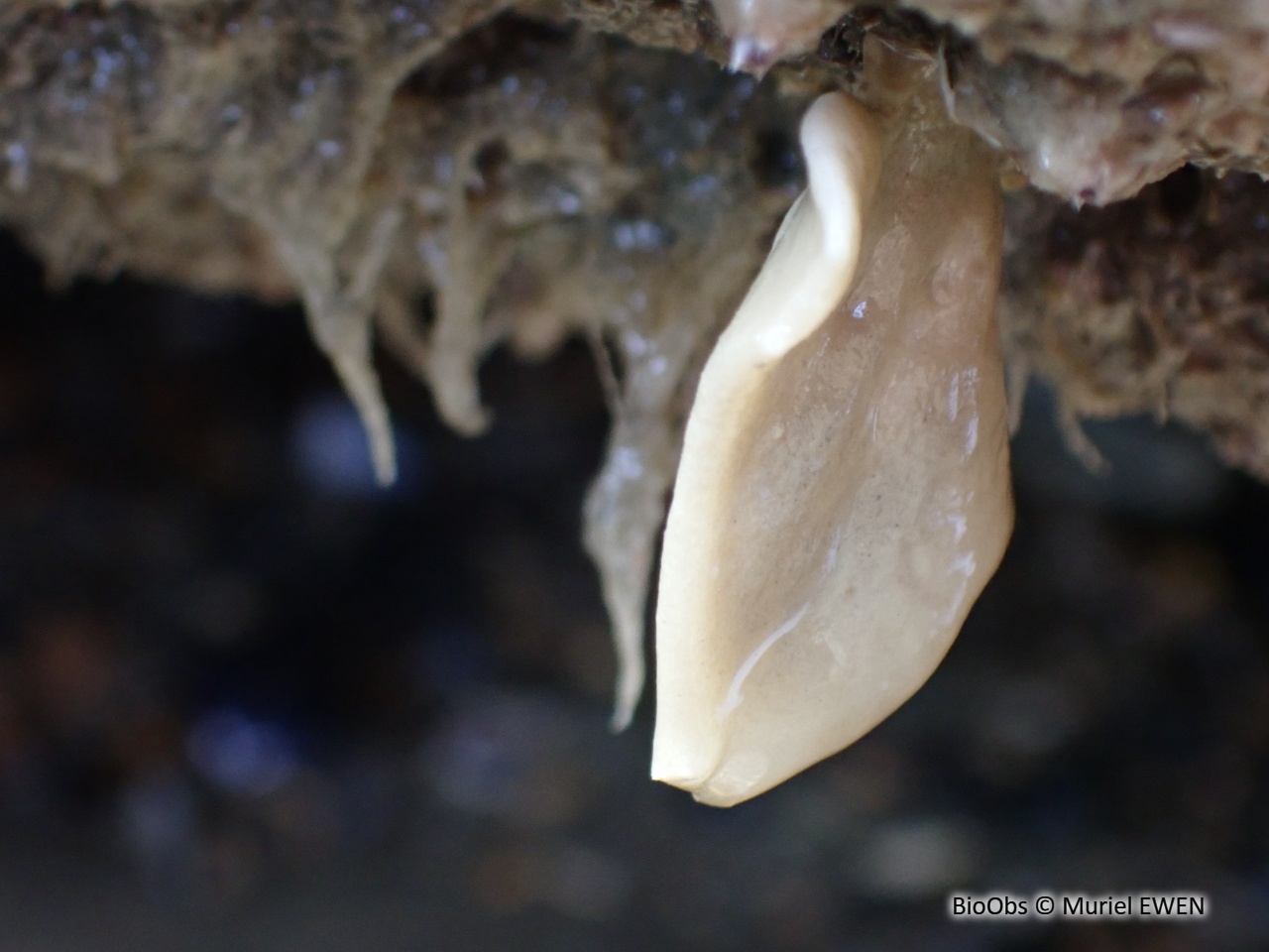 Eponge petite bourse aplatie - Grantia compressa - Muriel EWEN - BioObs