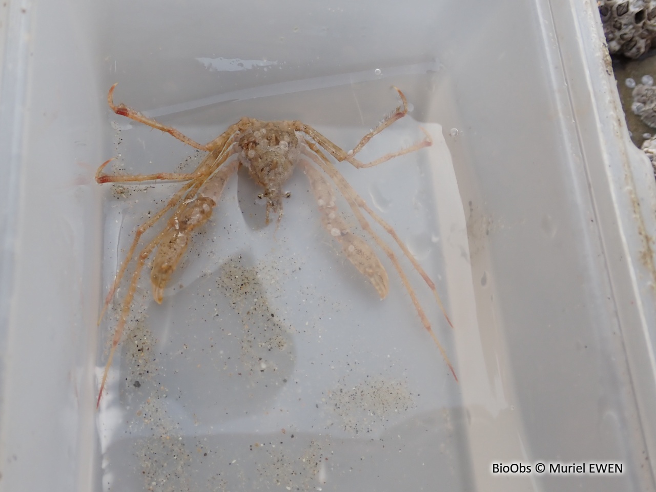 Crabe-araignée scorpion - Inachus dorsettensis - Muriel EWEN - BioObs