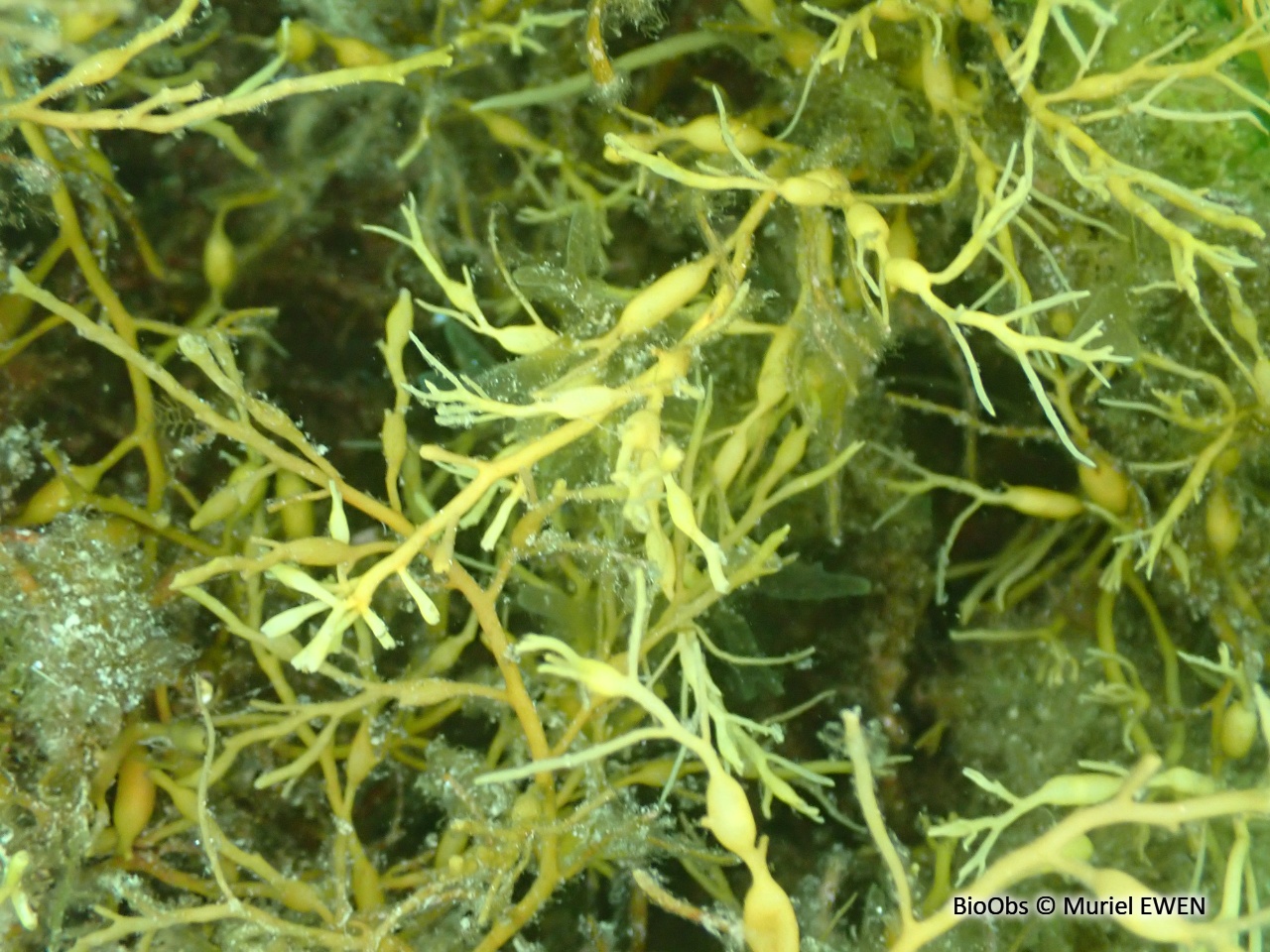 Cystoseire de manche atlantique - Cystoseira spp - Muriel EWEN - BioObs