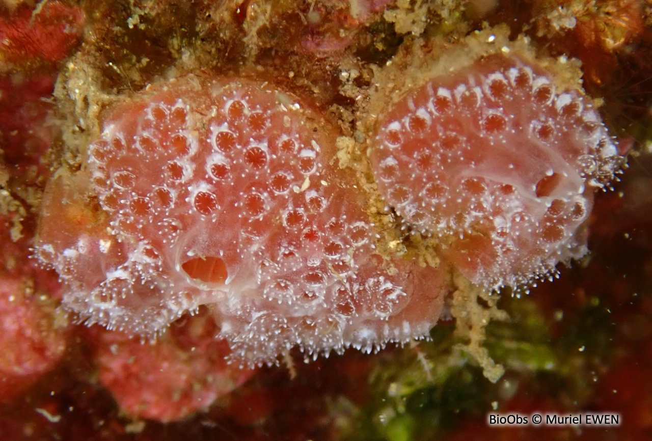 Fraise de mer - Aplidium elegans - Muriel EWEN - BioObs