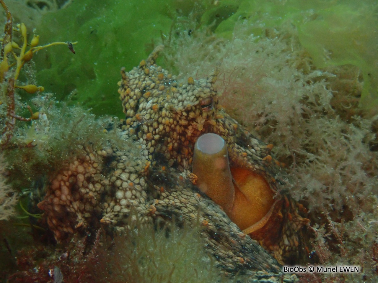 Poulpe commun - Octopus vulgaris - Muriel EWEN - BioObs