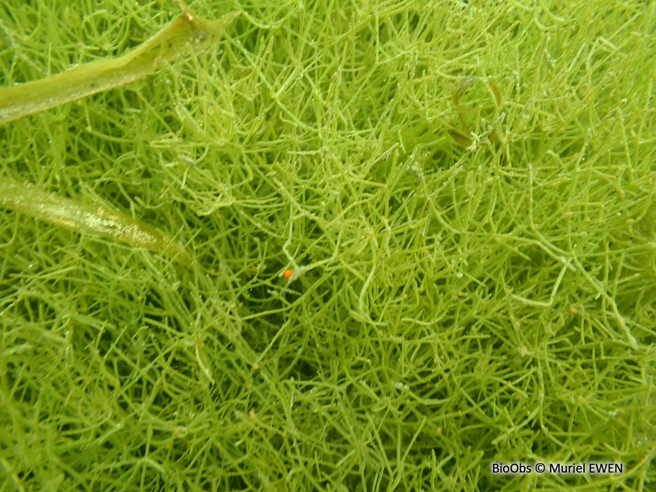 Characées - Characeae sp. - Muriel EWEN - BioObs