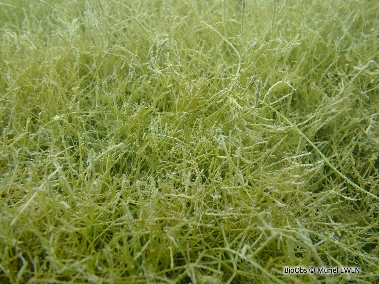 Characées - Characeae sp. - Muriel EWEN - BioObs