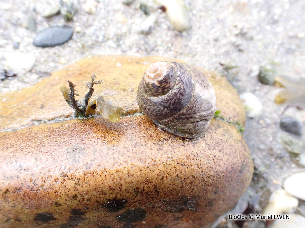 Monodonte - Phorcus lineatus - Muriel EWEN - BioObs