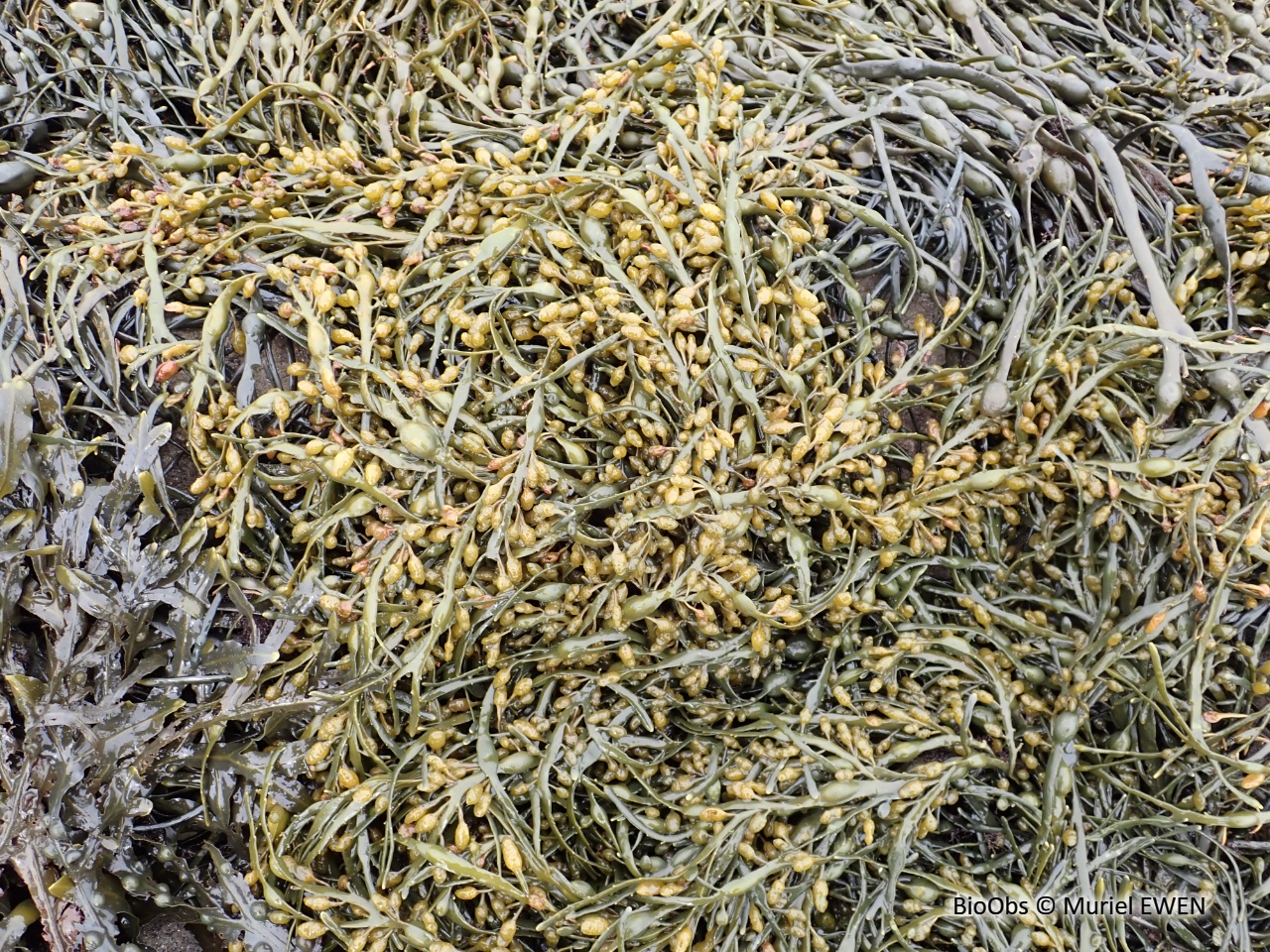 Ascophylle - Ascophyllum nodosum - Muriel EWEN - BioObs
