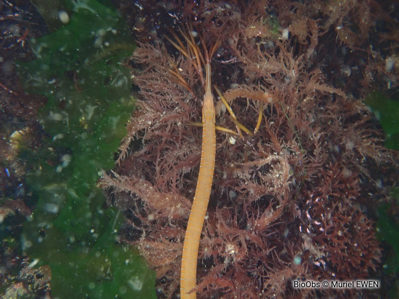 Entélure - Entelurus aequoreus - Muriel EWEN - BioObs