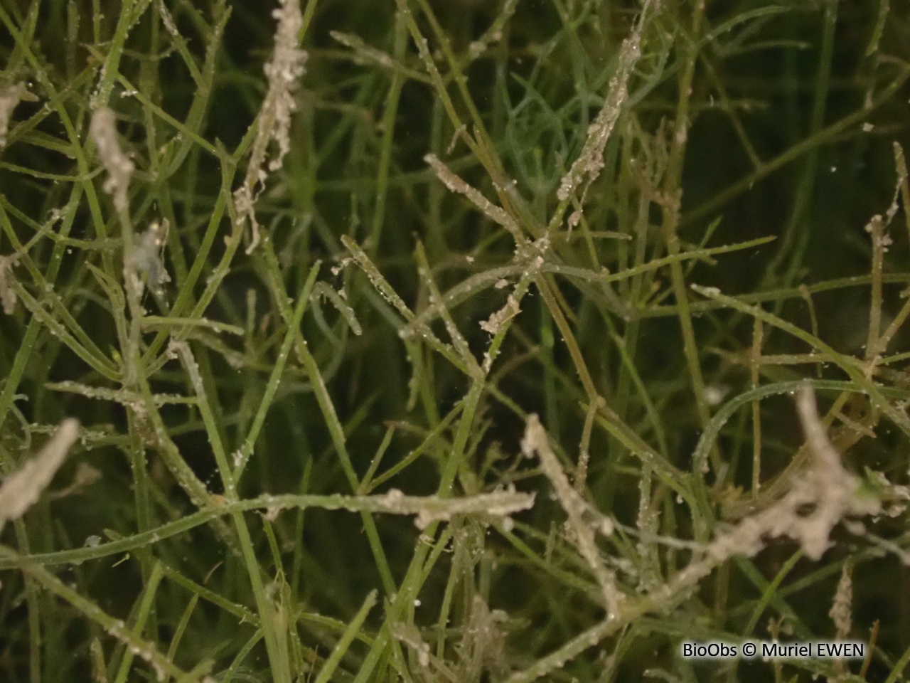 Characée commune - Chara vulgaris - Muriel EWEN - BioObs