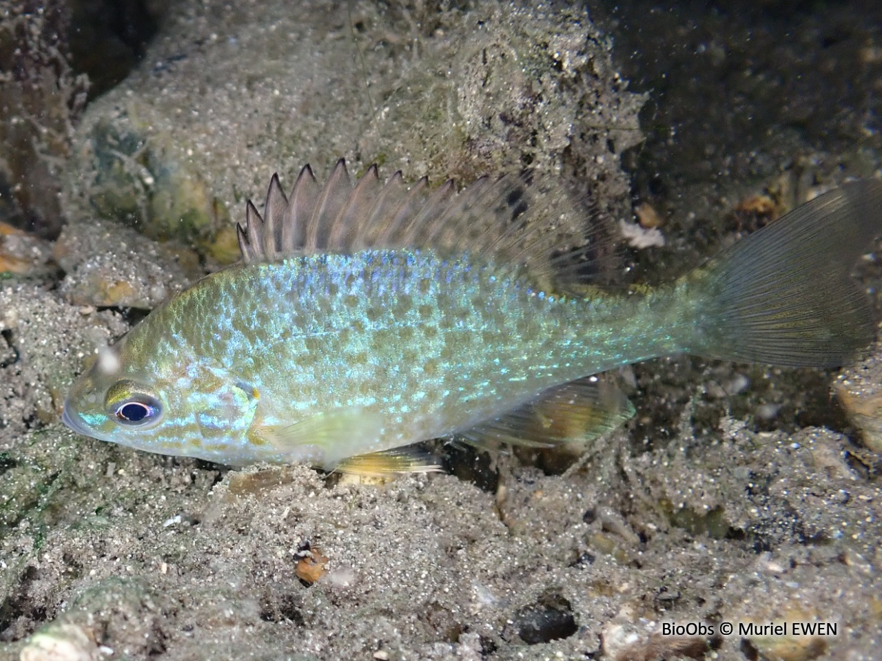 Perche-soleil - Lepomis gibbosus - Muriel EWEN - BioObs