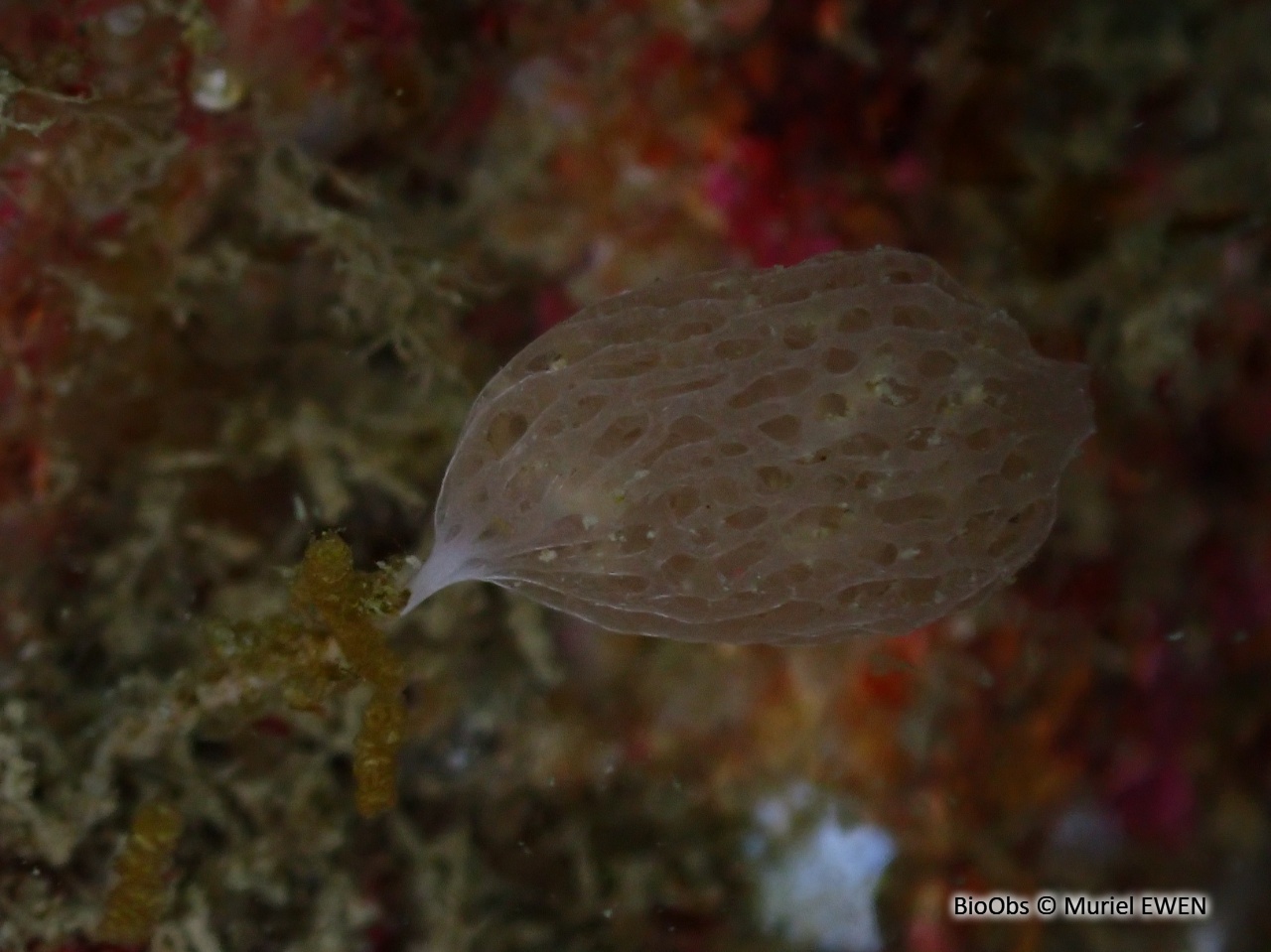 Clathrine pédonculée - Clathrina lacunosa - Muriel EWEN - BioObs