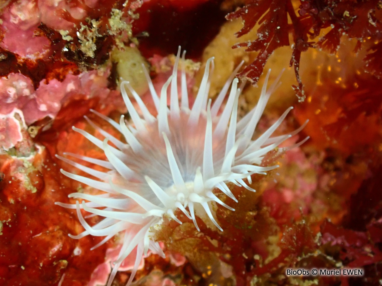 Sagartie élégante - Cylista elegans - Muriel EWEN - BioObs