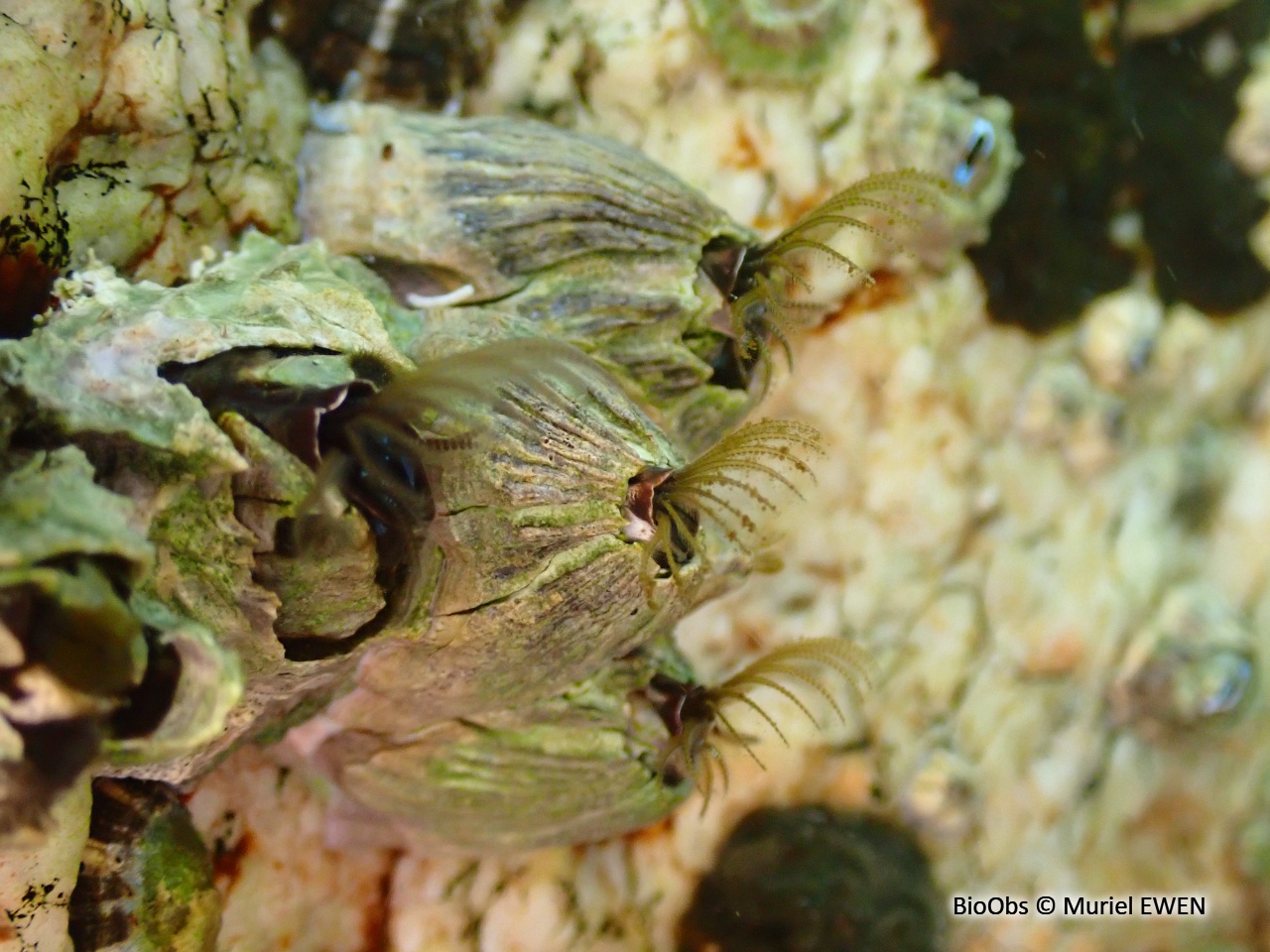 Grande balane grise - Perforatus perforatus - Muriel EWEN - BioObs