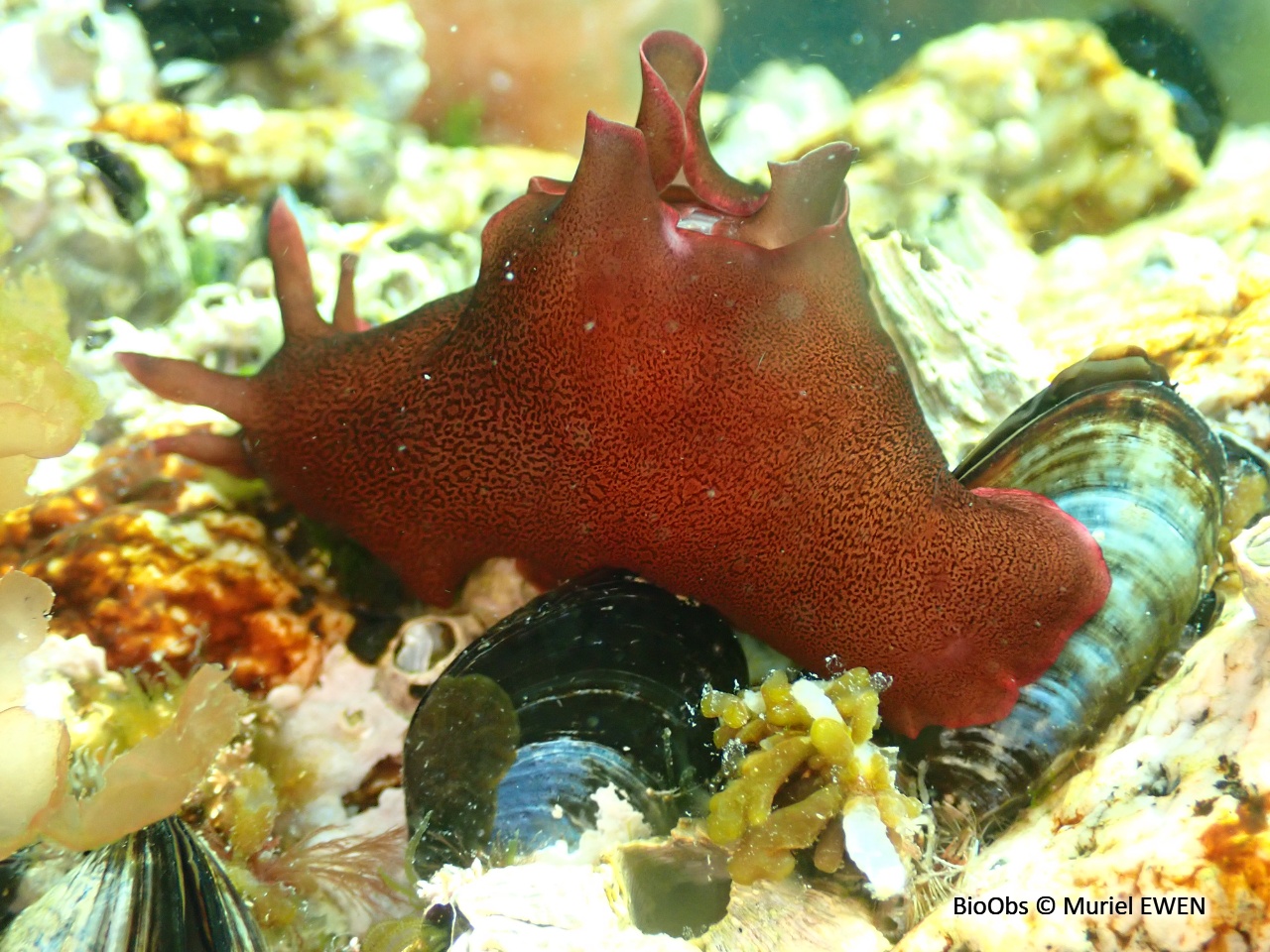 Lièvre de mer moucheté - Aplysia punctata - Muriel EWEN - BioObs