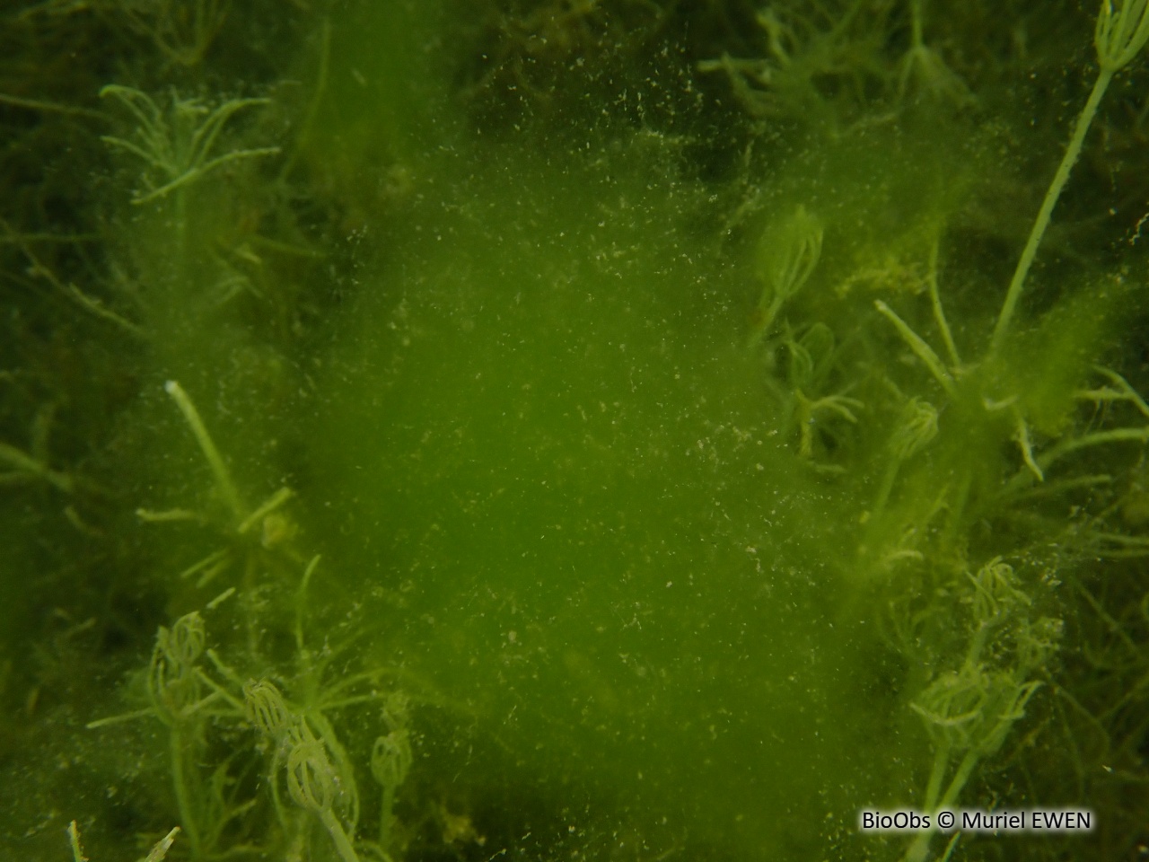 Spirogyre - Spirogyra sp. - Muriel EWEN - BioObs