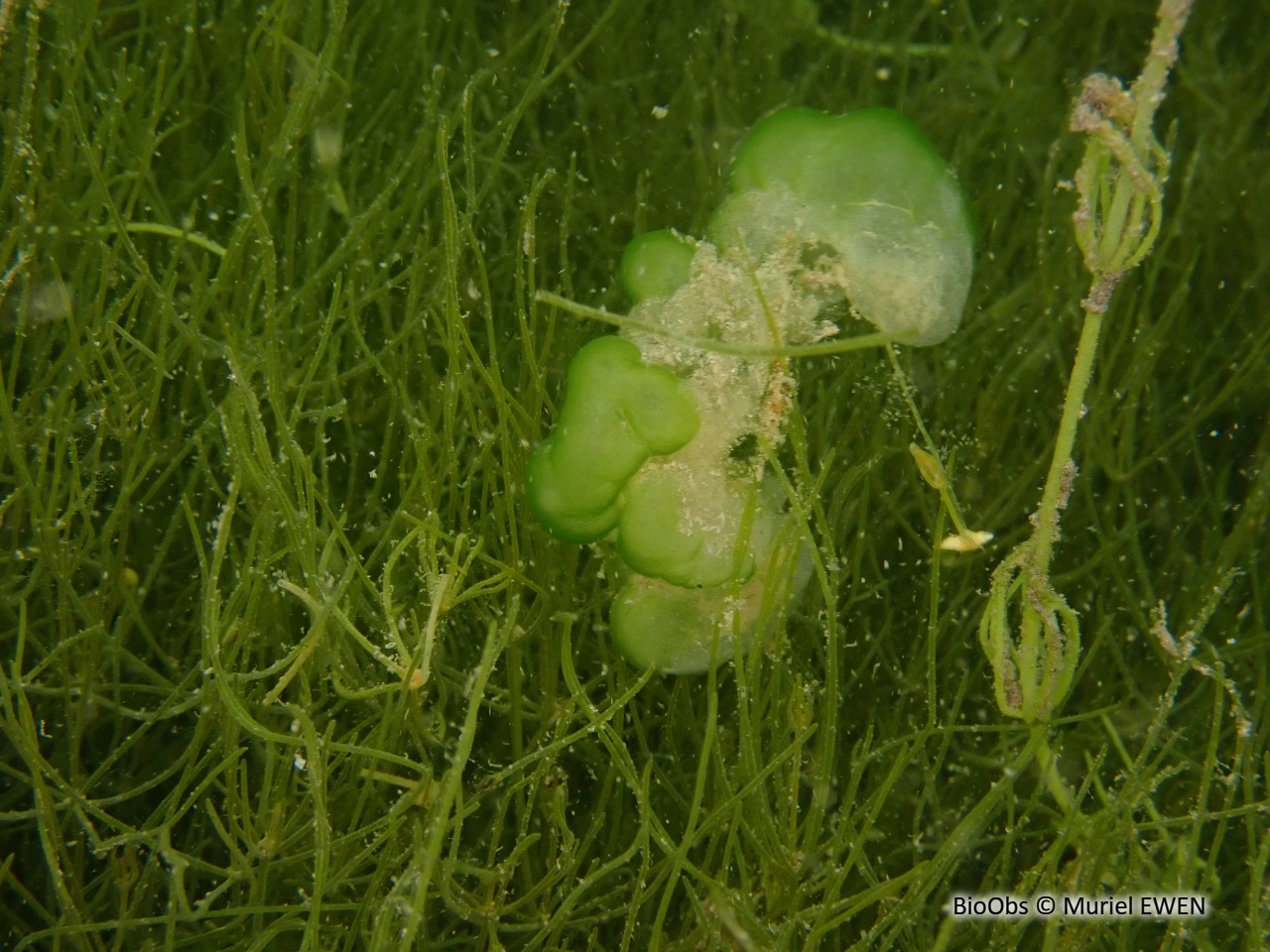 Ophrydium - Ophrydium versatile - Muriel EWEN - BioObs