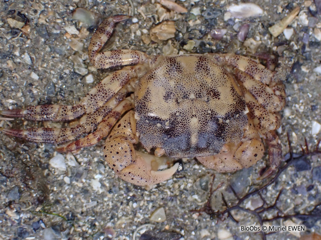 Grapse sanguin - Hemigrapsus sanguineus - Muriel EWEN - BioObs