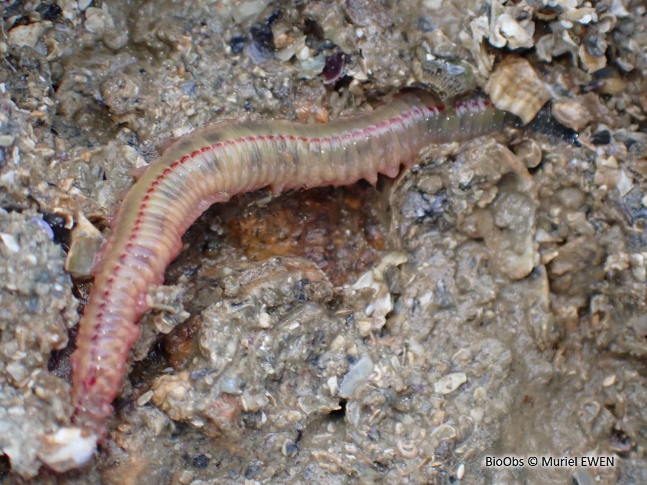 Néréis multicolore - Hediste diversicolor - Muriel EWEN - BioObs
