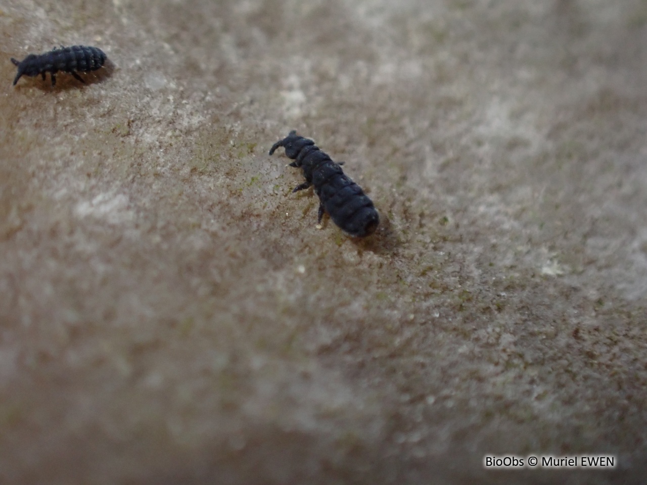 Collembole marin - Anurida maritima - Muriel EWEN - BioObs