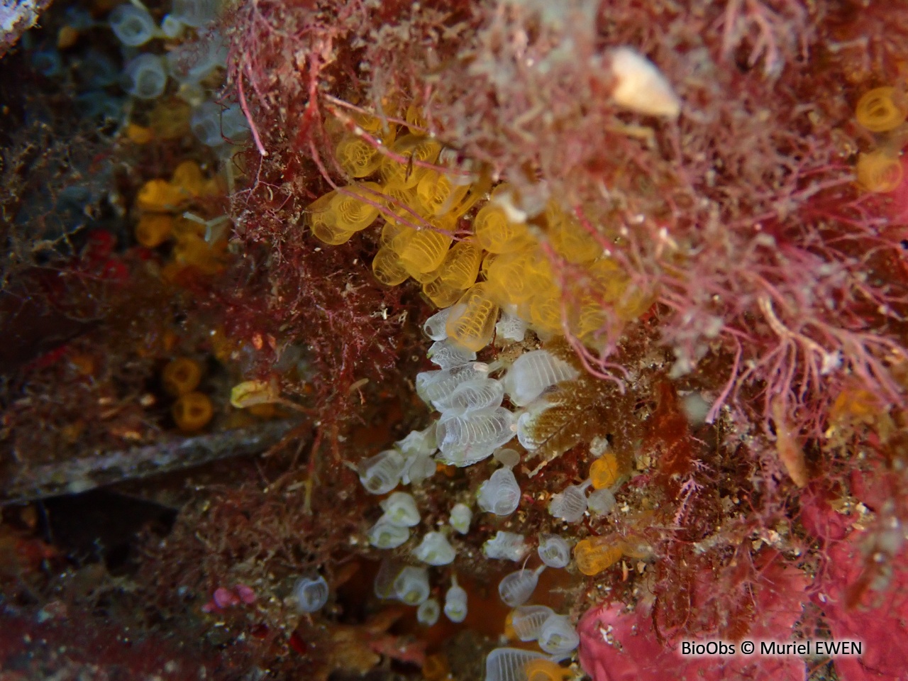 Clavelines naines - Pycnoclavella communis/ nana - Muriel EWEN - BioObs