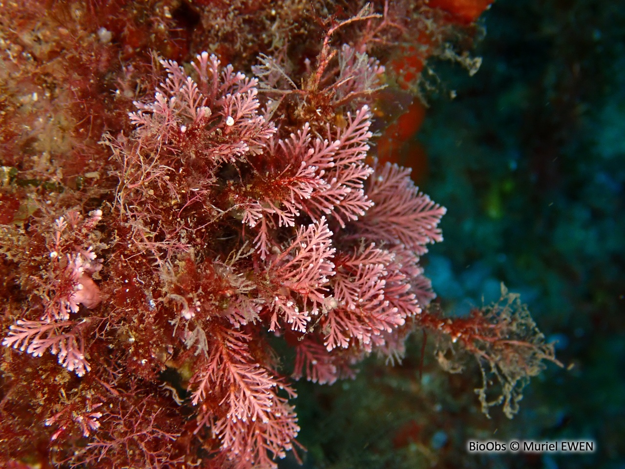 Coralline de Méditerranée - Corallina caespitosa - Muriel EWEN - BioObs