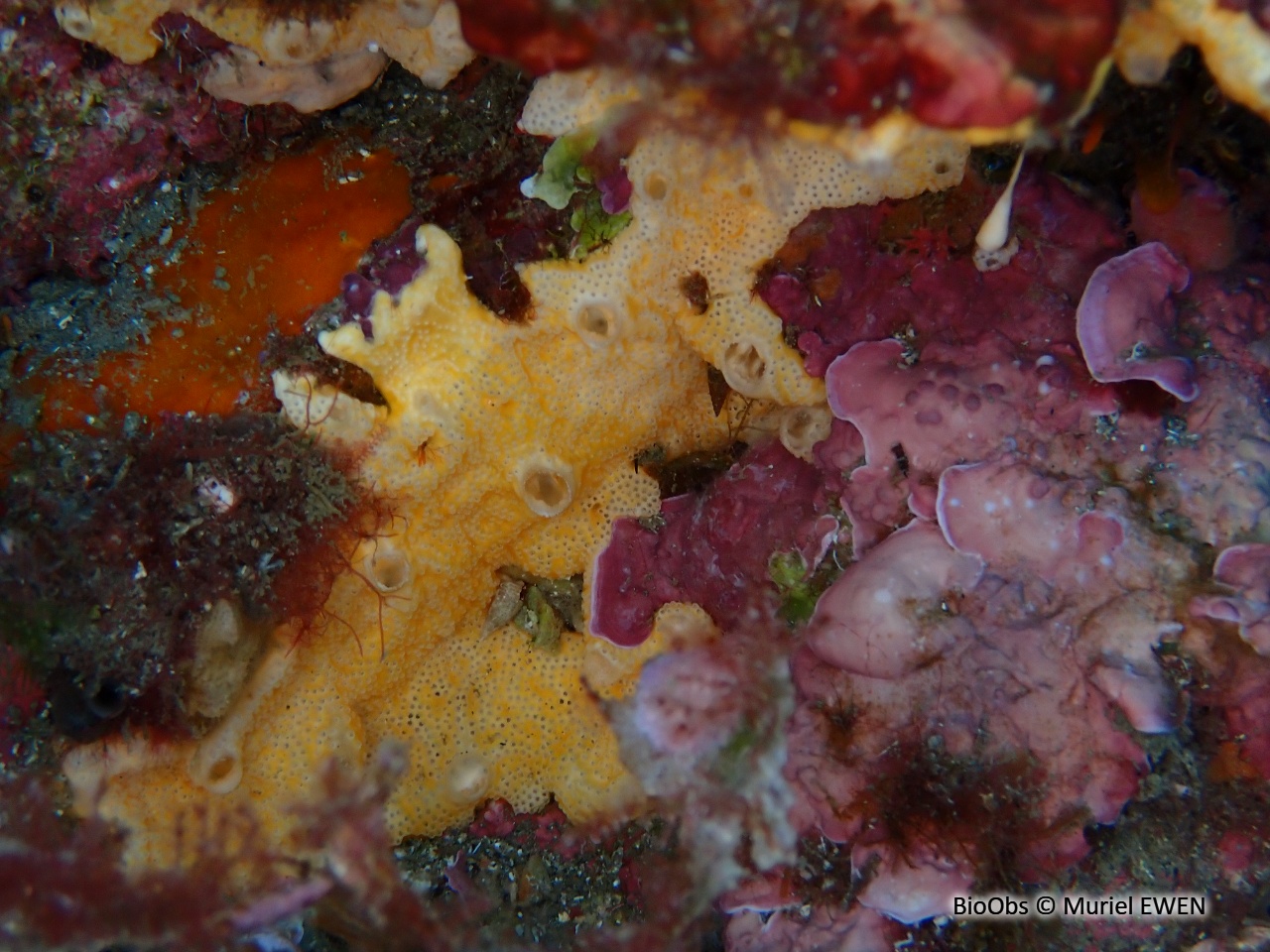 Didemne commun - Didemnum commune - Muriel EWEN - BioObs