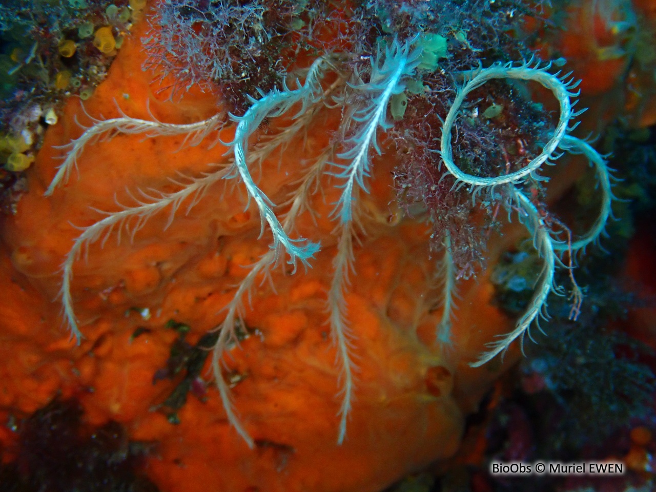 Comatule de Méditerranée - Antedon mediterranea - Muriel EWEN - BioObs