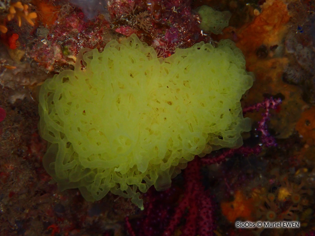 Clathrine jaune - Clathrina clathrus - Muriel EWEN - BioObs