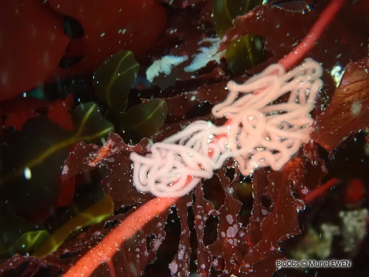 Lièvre de mer moucheté ponte - Aplysia - Muriel EWEN - BioObs