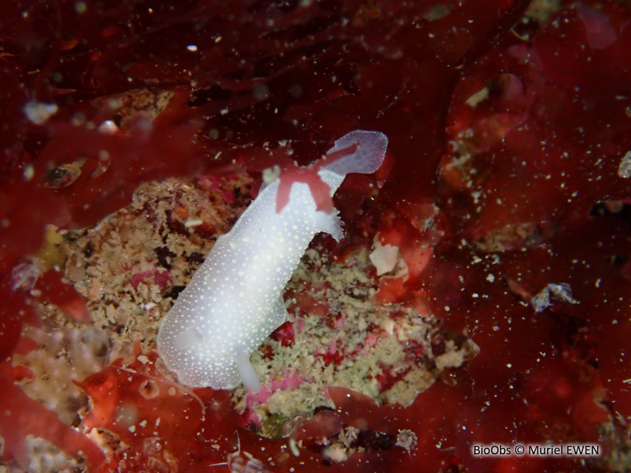 Cadeline blanche - Cadlina laevis - Muriel EWEN - BioObs
