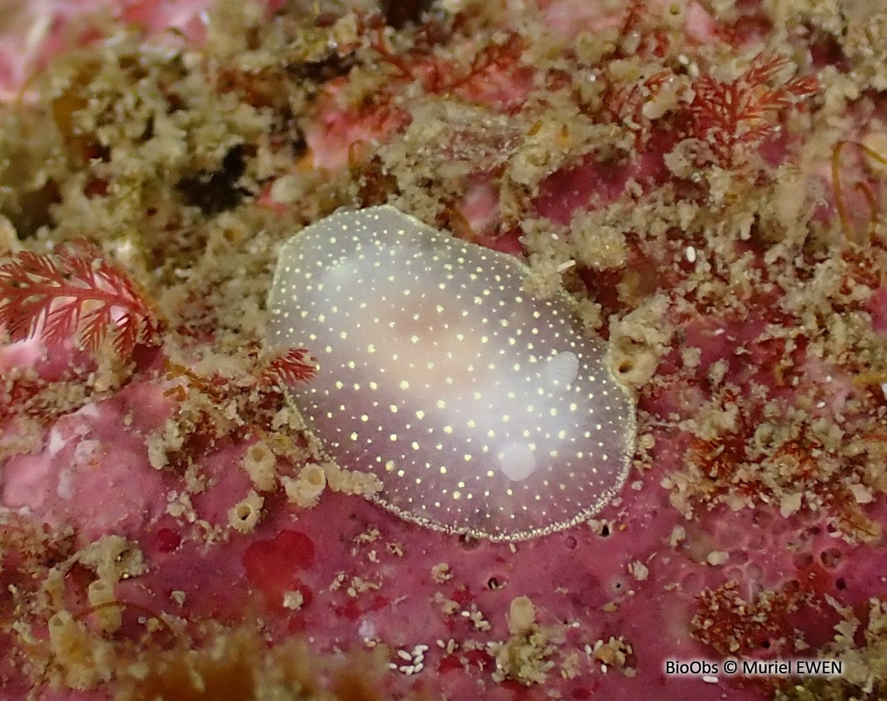 Cadeline blanche - Cadlina laevis - Muriel EWEN - BioObs