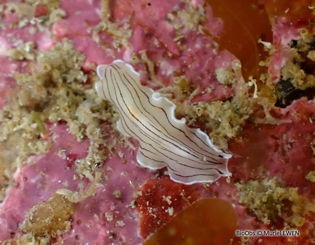 Planaire blanche - Prostheceraeus vittatus - Muriel EWEN - BioObs