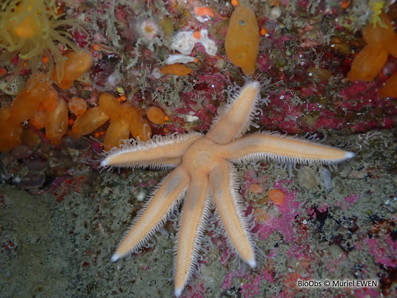 Etoile à sept bras - Luidia ciliaris - Muriel EWEN - BioObs