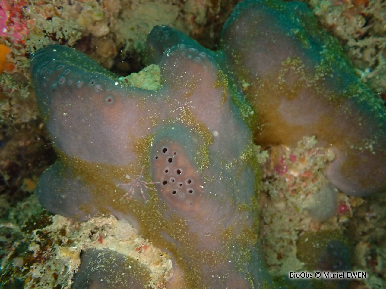 Fesse d'éléphant - Pachymatisma johnstonia - Muriel EWEN - BioObs