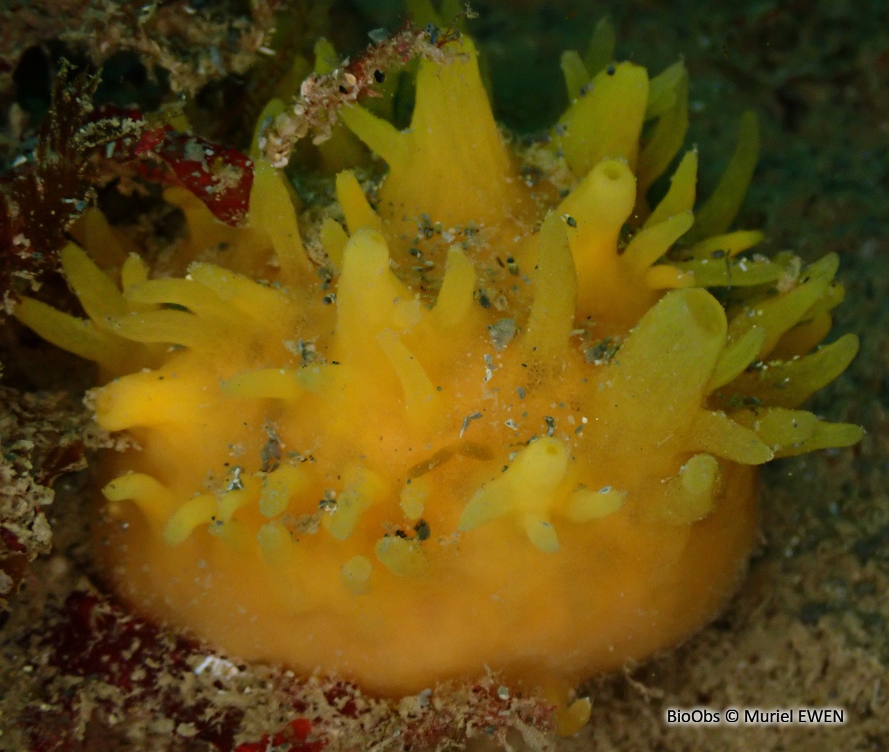 Eponge mamelle - Polymastia boletiformis - Muriel EWEN - BioObs