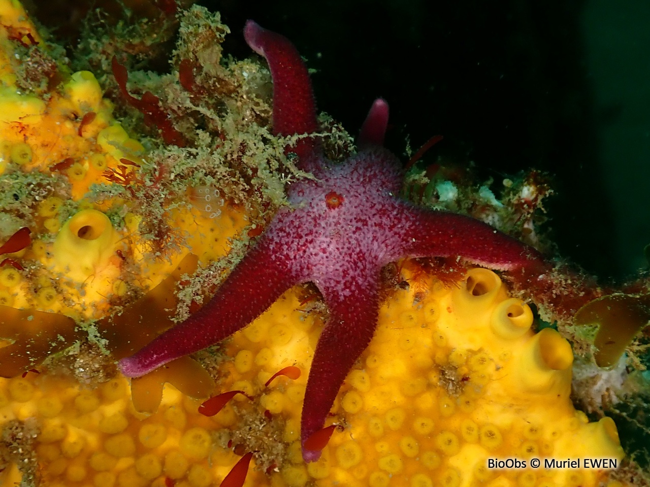 Etoile de mer Henricia - Henricia sp - Muriel EWEN - BioObs