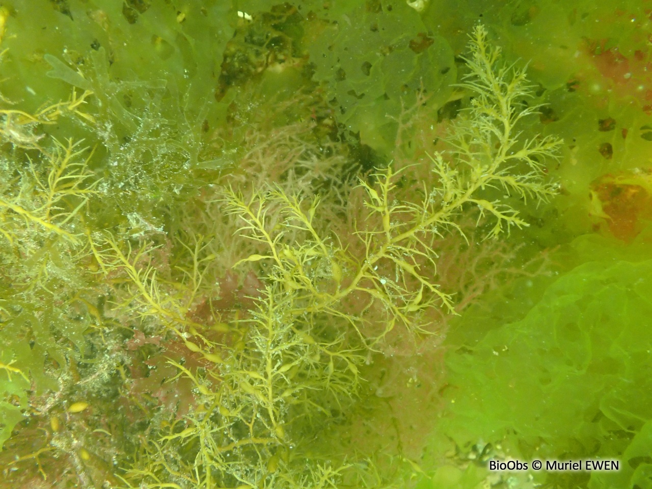 Cystoseire de manche atlantique - Cystoseira spp - Muriel EWEN - BioObs