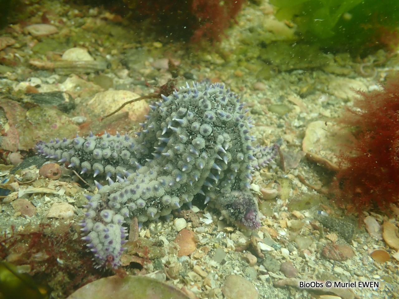 Etoile de mer glaciaire - Marthasterias glacialis - Muriel EWEN - BioObs