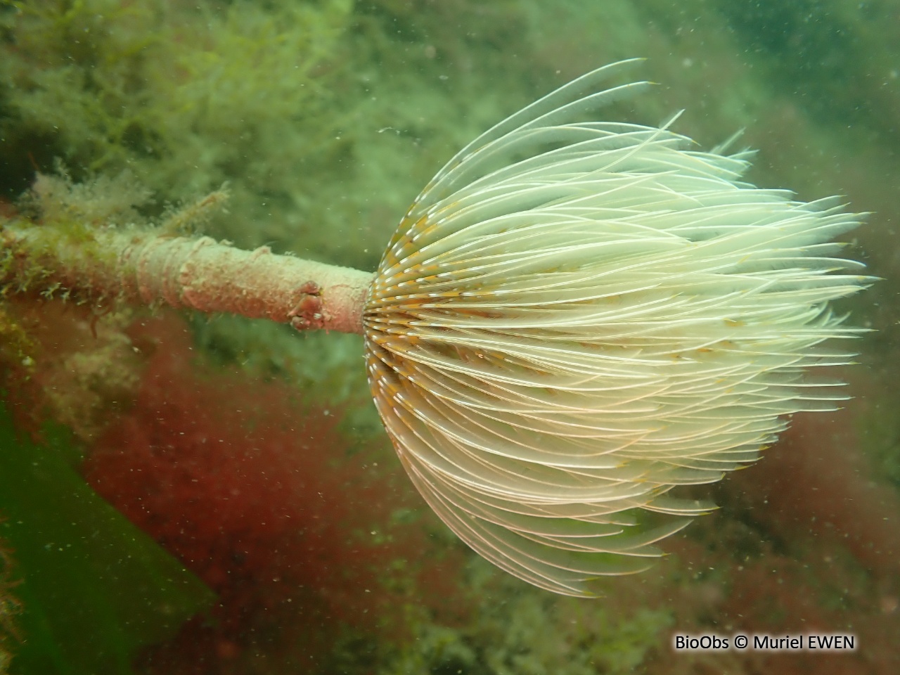Spirographe - Sabella spallanzanii - Muriel EWEN - BioObs