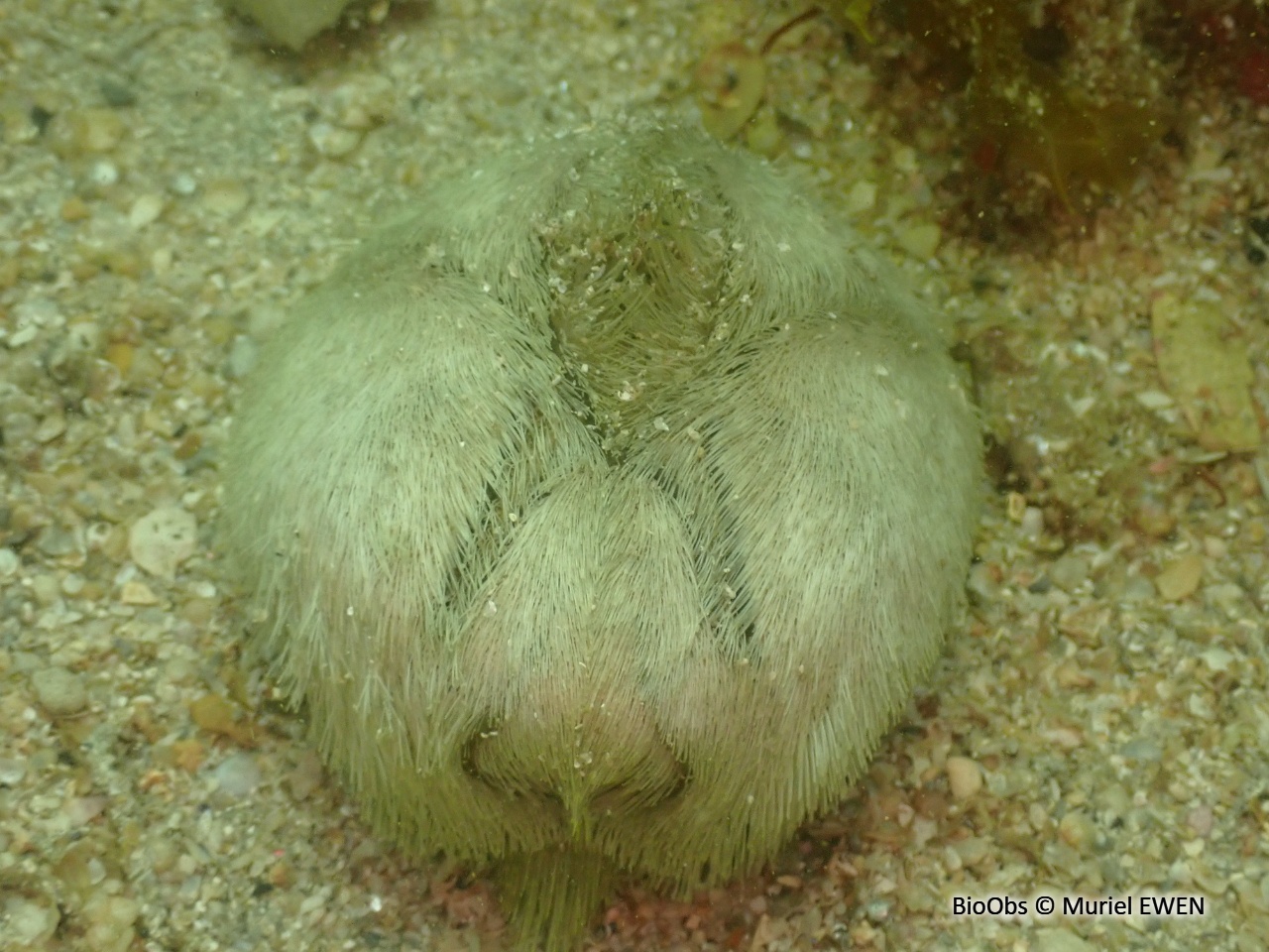 Oursin coeur - Echinocardium cordatum - Muriel EWEN - BioObs