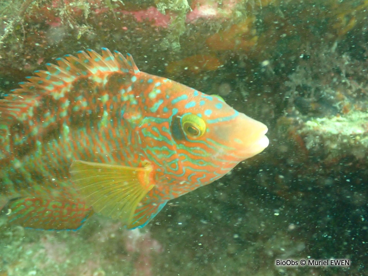 Crénilabre mélops, commun - Symphodus melops - Muriel EWEN - BioObs