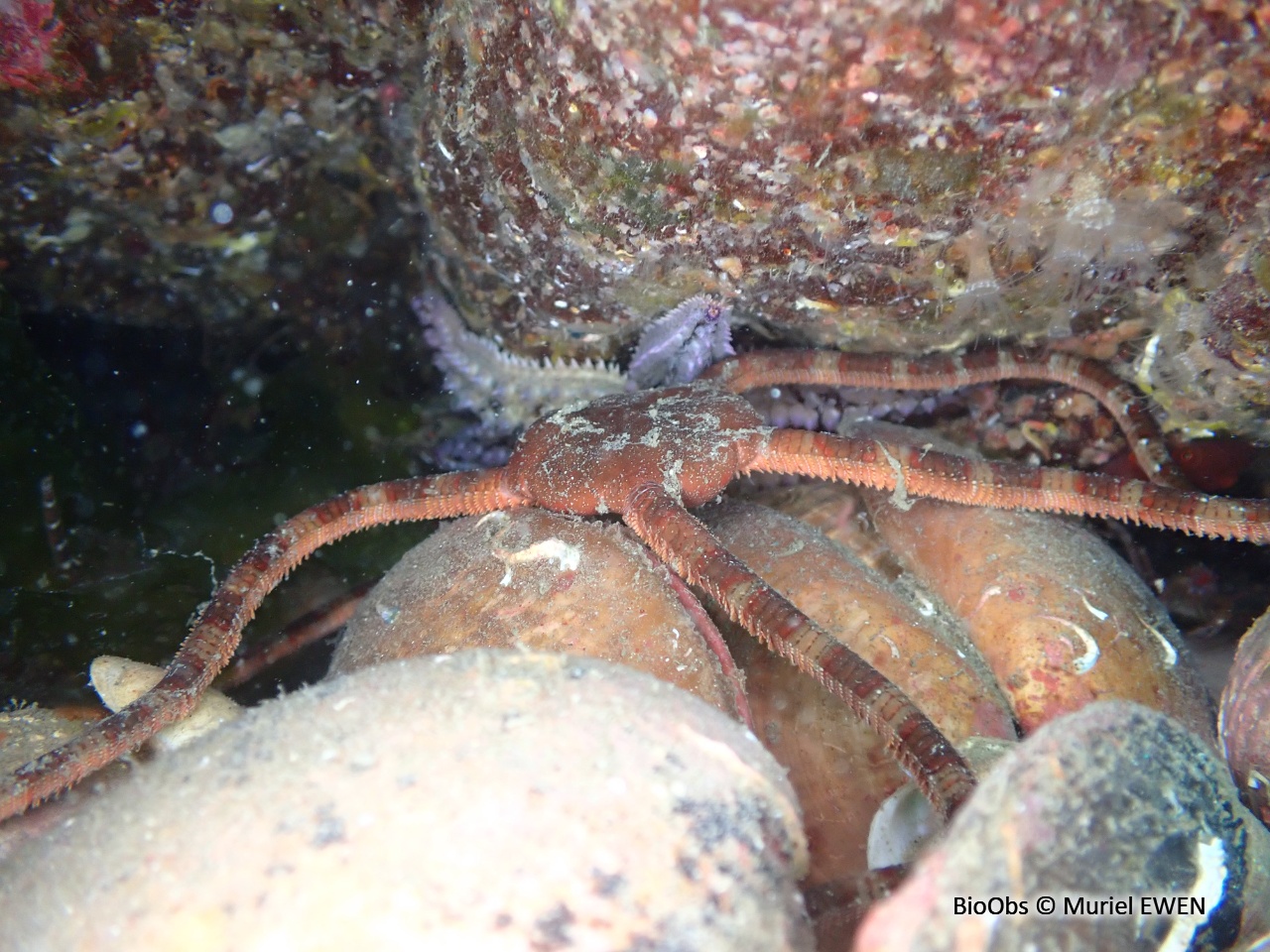 Ophiure lisse - Ophioderma longicaudum - Muriel EWEN - BioObs