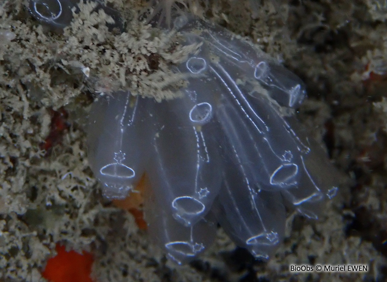 Diazone - Diazona violacea - Muriel EWEN - BioObs