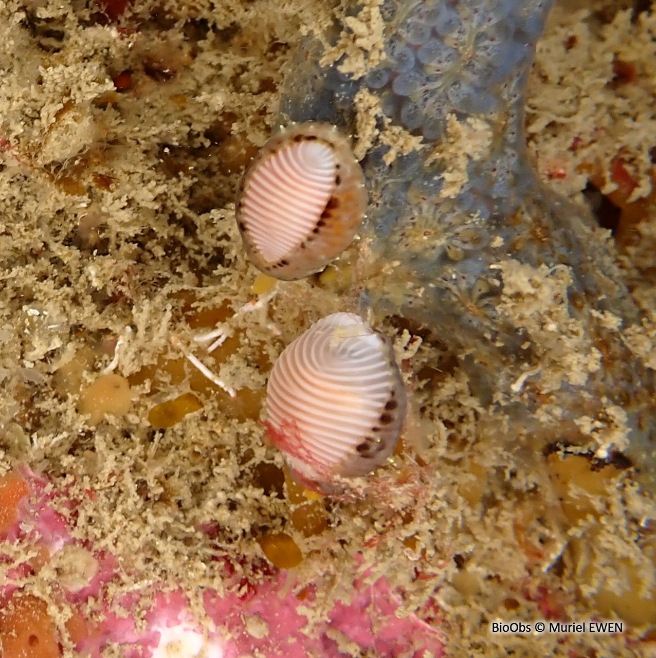 Grain de café - Trivia arctica - Muriel EWEN - BioObs