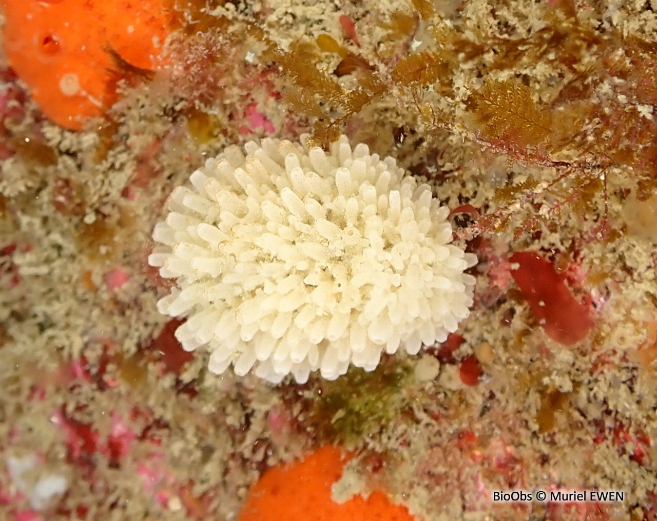 Eponge-houpette - Leucosolenia variabilis - Muriel EWEN - BioObs