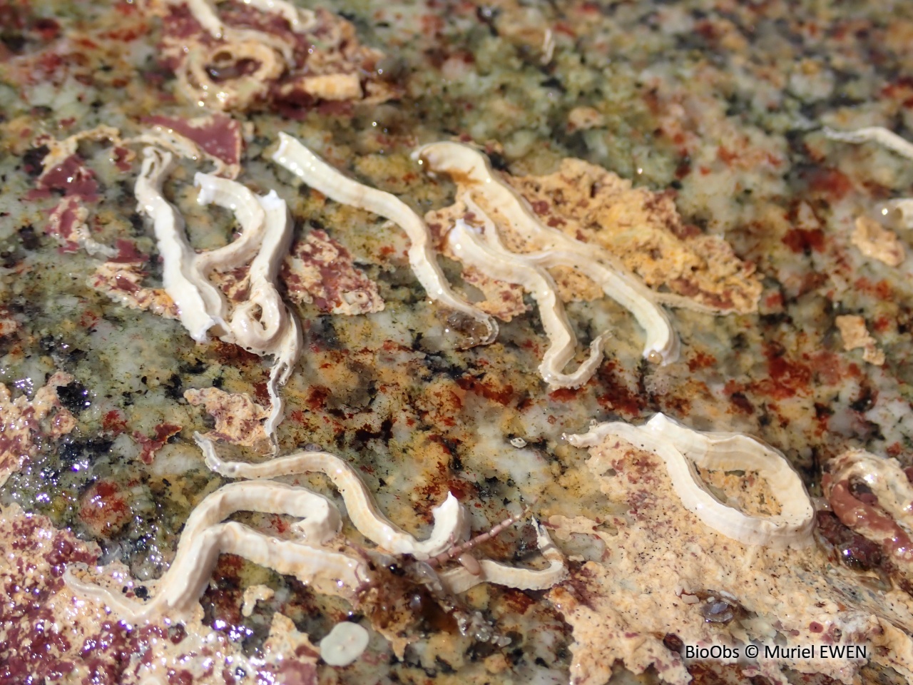 Serpule triangulaire - Spirobranchus triqueter / lamarcki - Muriel EWEN - BioObs