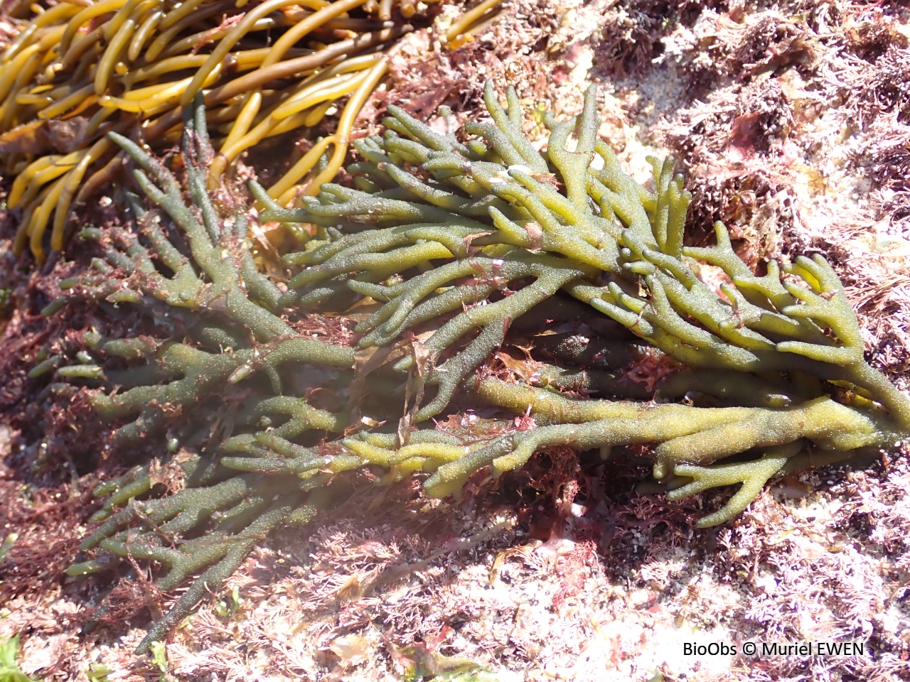 Codium fragile - Codium fragile - Muriel EWEN - BioObs