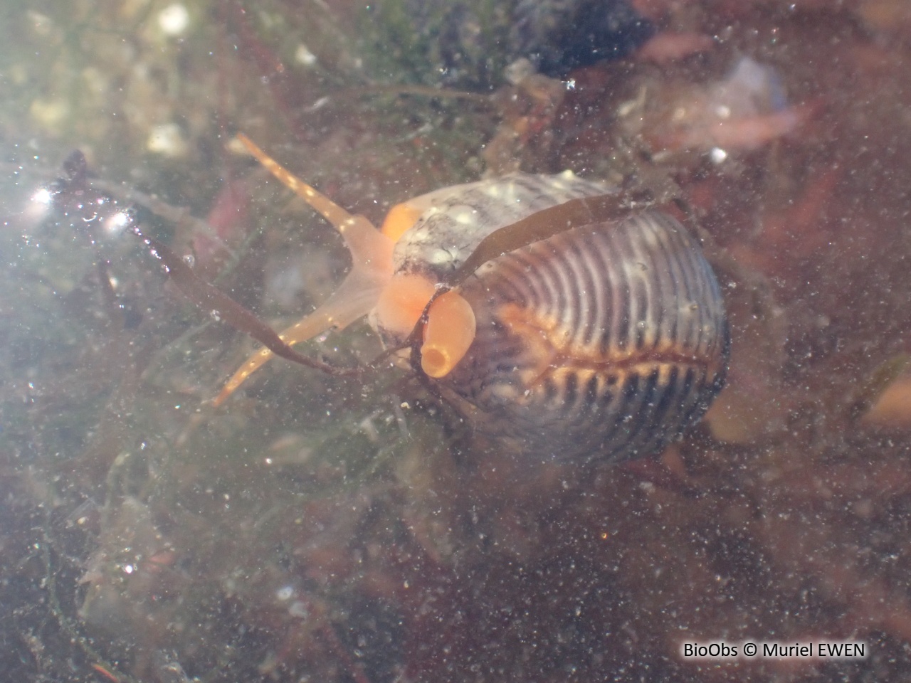 Grain de café - Trivia arctica - Muriel EWEN - BioObs